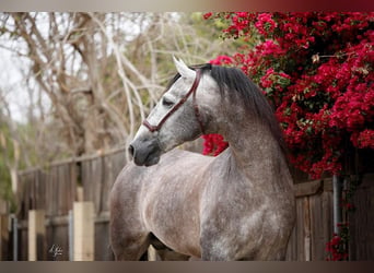 PRE, Stallion, 13 years, 17 hh, Grey, in Madera, CA