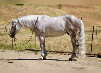 American Quarter Horse, Gelding, 9 years, 14.2 hh, Grey, in Tres Pinos