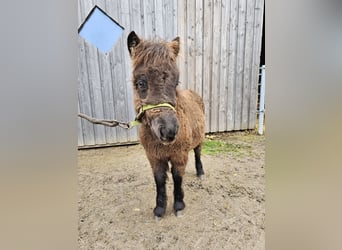 Shetland Ponies, Stallion, 18 years, 9.2 hh, Pinto