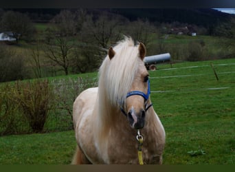 Shetland Ponies, Stallion, 18 years, 9.2 hh, Pinto