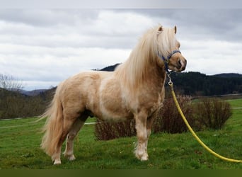 Shetland Ponies, Stallion, 18 years, 9.2 hh, Pinto