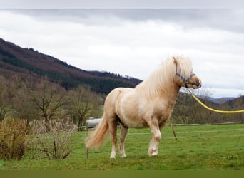 Shetland Ponies, Stallion, 18 years, 9.2 hh, Pinto