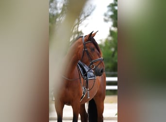 PRE, Gelding, 7 years, 17 hh, Bay, in Palafolls