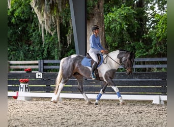 Friesian horses Mix, Gelding, 5 years, Roan-Blue