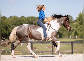 Friesian horses Mix, Gelding, 5 years, Roan-Blue