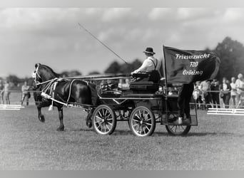 Friesian horses, Stallion, 8 years, 16 hh, Black