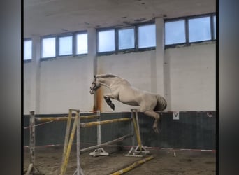 German Riding Horse, Stallion, 19 years, 16 hh, Cremello