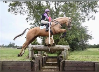 German Riding Horse, Stallion, 19 years, 16 hh, Cremello