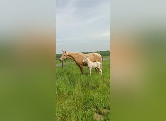 German Riding Horse, Stallion, Foal (04/2026), 16.1 hh, Cremello