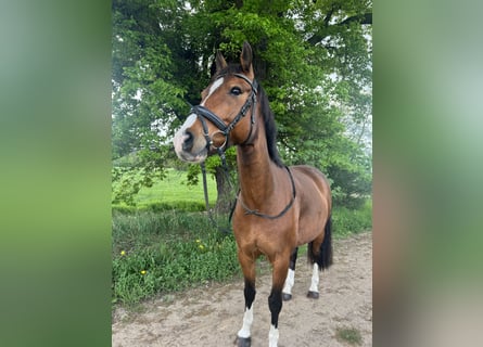 German Riding Pony, Gelding, 10 years, 14.3 hh, Brown