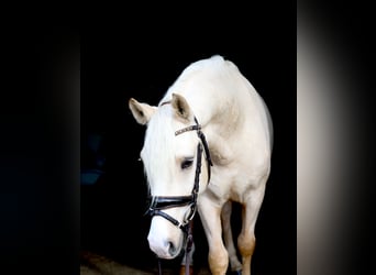 German Riding Pony, Gelding, 4 years, 14.2 hh, Palomino