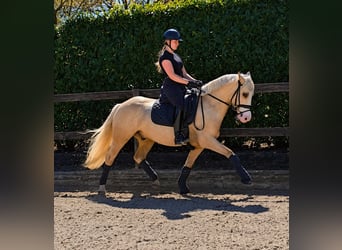 German Riding Pony, Gelding, 4 years, 14.2 hh, Palomino