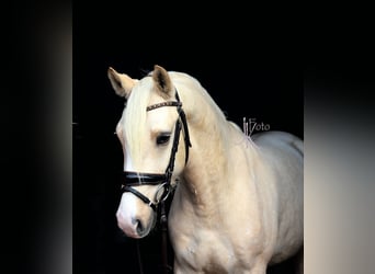 German Riding Pony, Gelding, 4 years, 14.2 hh, Palomino