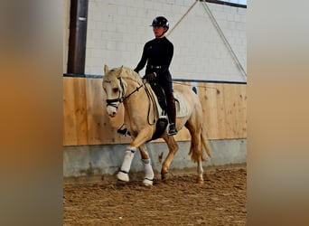 German Riding Pony, Gelding, 4 years, 14.2 hh, Palomino