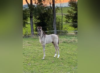 German Riding Pony, Stallion, 1 year, Dun