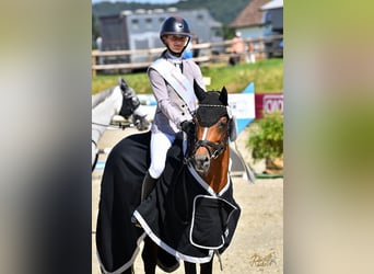 German Riding Pony, Stallion, 10 years, 14.1 hh, Brown