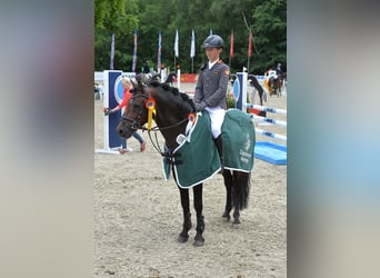 German Riding Pony, Stallion, 16 years, 14.1 hh, Brown