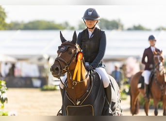 German Riding Pony, Stallion, 6 years, 14.1 hh, Chestnut-Red