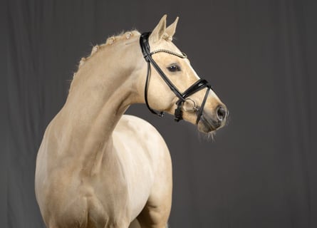 German Riding Pony, Stallion, 14 years, 14.1 hh, Palomino