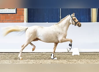 German Riding Pony, Stallion, 4 years, 14.1 hh, Palomino