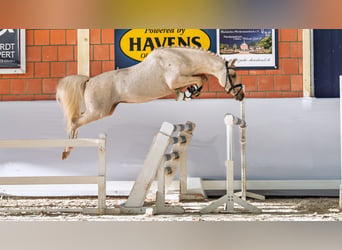 German Riding Pony, Stallion, 4 years, 14.1 hh, Palomino