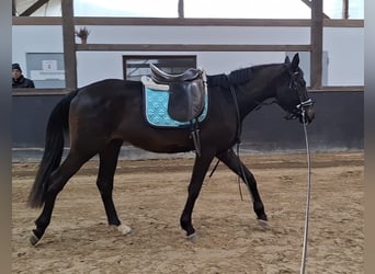 German Sport Horse, Gelding, 3 years, 16 hh, Smoky-Black
