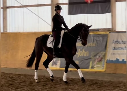 German Sport Horse, Gelding, 4 years, 16.2 hh, Bay-Dark