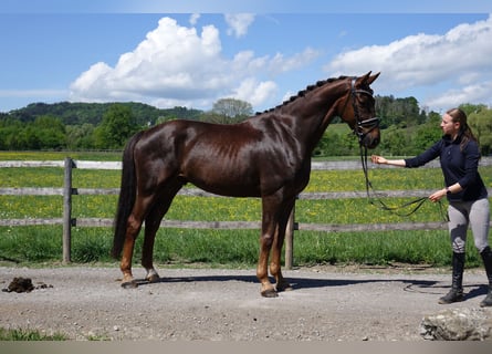 German Sport Horse, Gelding, 6 years, 16.1 hh, Chestnut