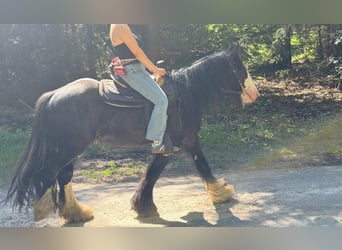 Gypsy Horse, Gelding, 3 years, 14.1 hh, Black