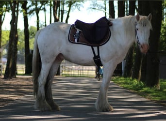 Gypsy Horse, Gelding, 4 years, 14 hh, Grey