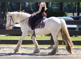 Gypsy Horse, Gelding, 4 years, 14 hh, Grey