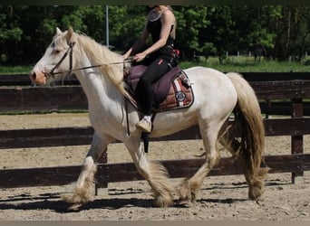 Gypsy Horse, Gelding, 4 years, 14 hh, Grey
