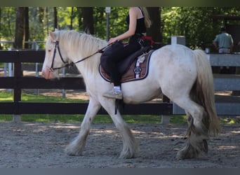 Gypsy Horse, Gelding, 4 years, 14 hh, Grey
