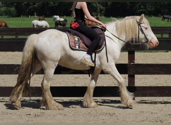 Gypsy Horse, Gelding, 4 years, 14 hh, Grey