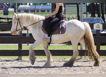 Gypsy Horse, Gelding, 4 years, 14 hh, Grey
