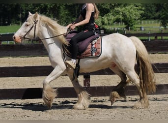 Gypsy Horse, Gelding, 4 years, 14 hh, Grey