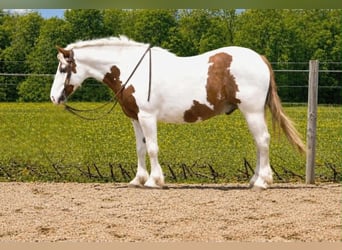 Gypsy Horse, Gelding, 6 years, 15.1 hh, Pinto