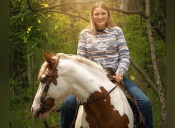 Gypsy Horse, Gelding, 6 years, 15.1 hh, Pinto