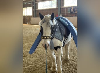 Gypsy Horse, Gelding, 8 years, 13 hh, Pinto