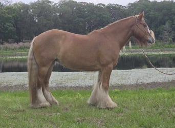 Gypsy Horse, Mare, 13 years, 14.2 hh, Chestnut