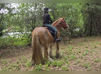 Gypsy Horse, Mare, 13 years, 14.2 hh, Chestnut