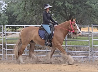 Gypsy Horse, Mare, 13 years, 14.2 hh, Chestnut