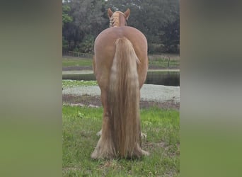 Gypsy Horse, Mare, 13 years, 14.2 hh, Chestnut