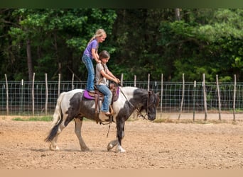Gypsy Horse Mix, Mare, 6 years, Pinto