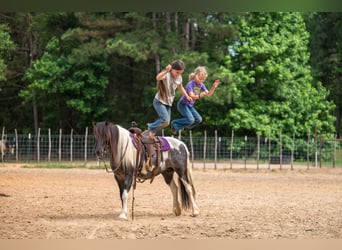 Gypsy Horse Mix, Mare, 6 years, Pinto