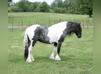 Gypsy Horse Mix, Mare, 6 years, Pinto
