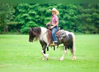 Gypsy Horse Mix, Mare, 6 years, Pinto
