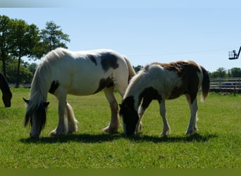 Gypsy Horse, Stallion, 1 year, 14.1 hh, Pinto