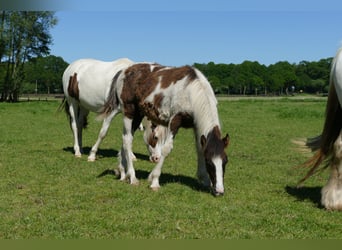 Gypsy Horse, Stallion, 1 year, 14.1 hh, Pinto