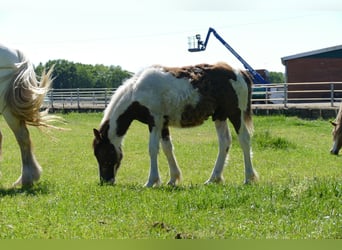 Gypsy Horse, Stallion, 1 year, 14.1 hh, Pinto